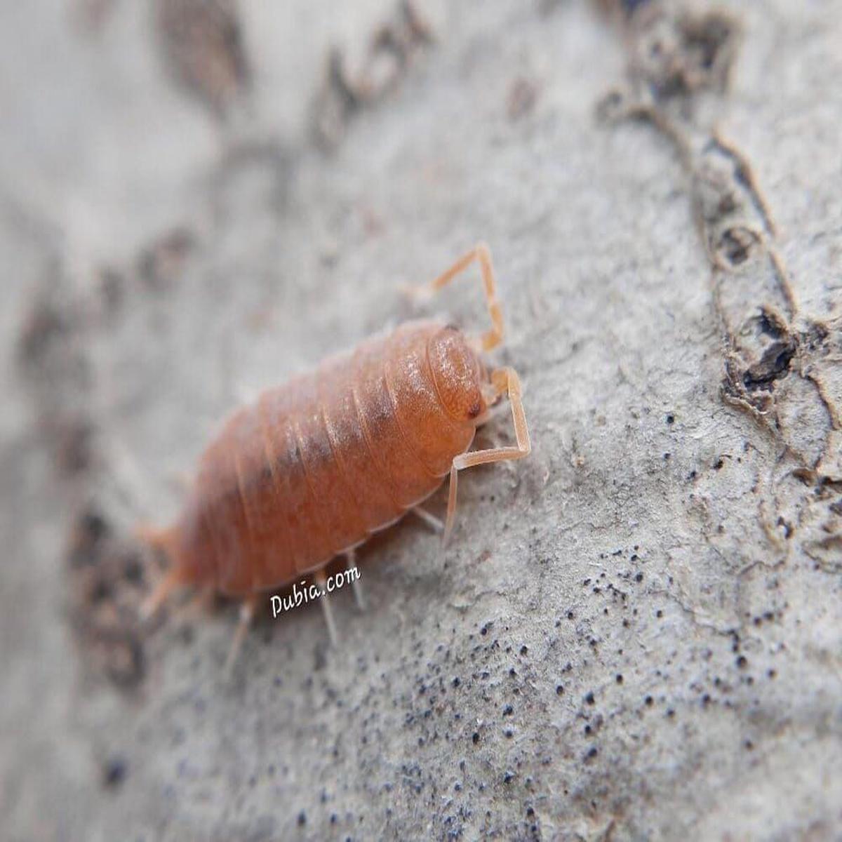 "Powder Orange" Isopods (Porcellionides pruinosus)